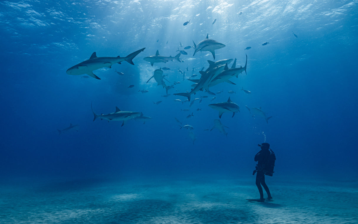 Anna and the Sharks Poster och Canvastavla