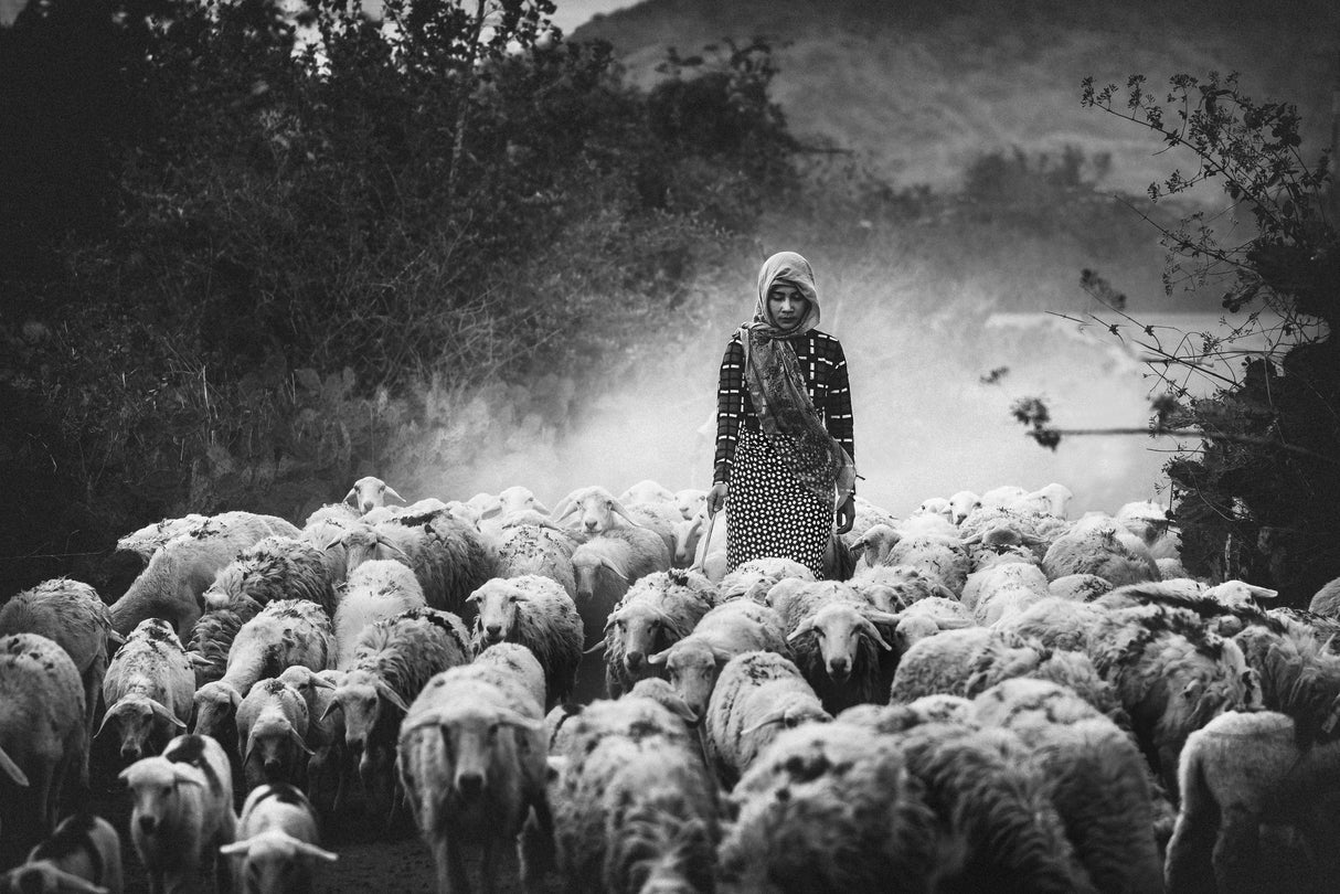 Shepherd Poster och Canvastavla