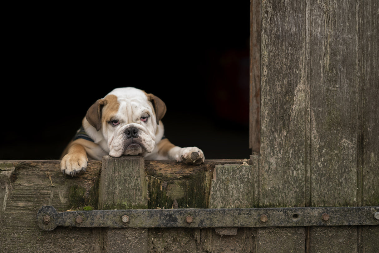 Got that Monday feeling... Poster och Canvastavla