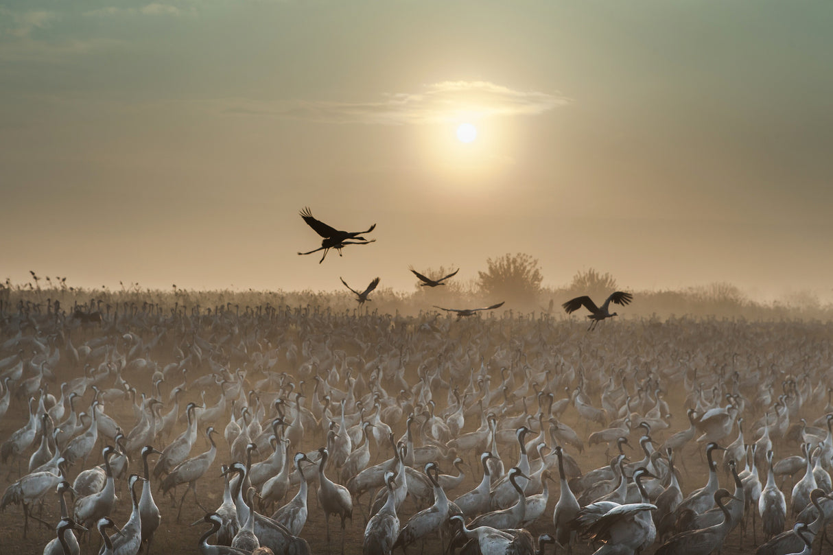 Common Cranes at sunrise... Poster och Canvastavla