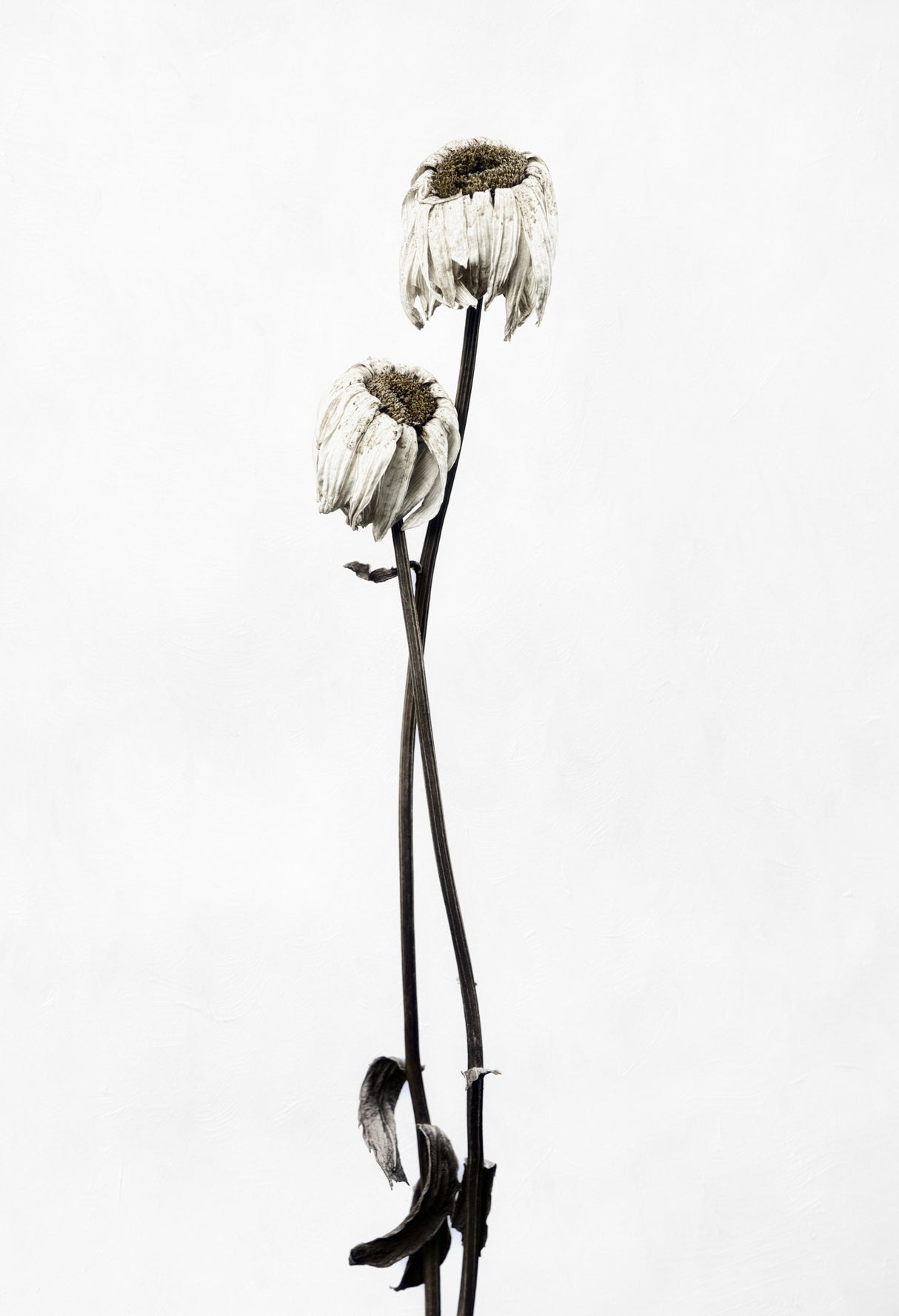 Drought Poster och Canvastavla