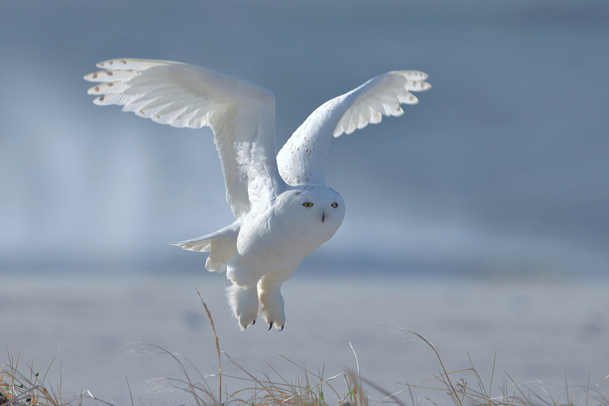 Snowy Owl Poster och Canvastavla
