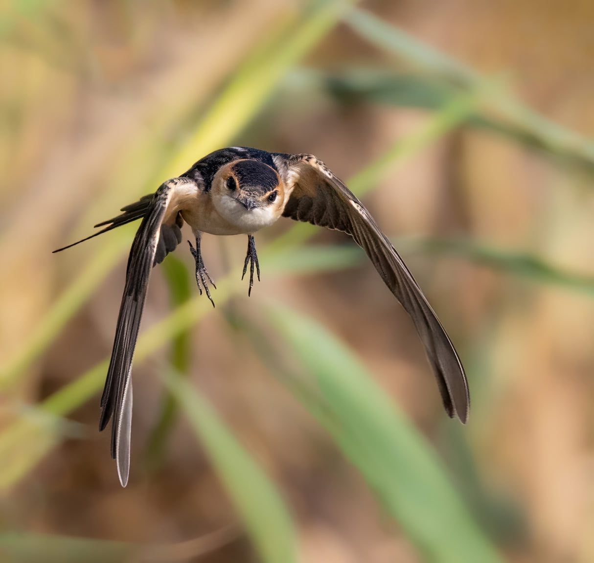 Red-rumped Swallow Poster och Canvastavla