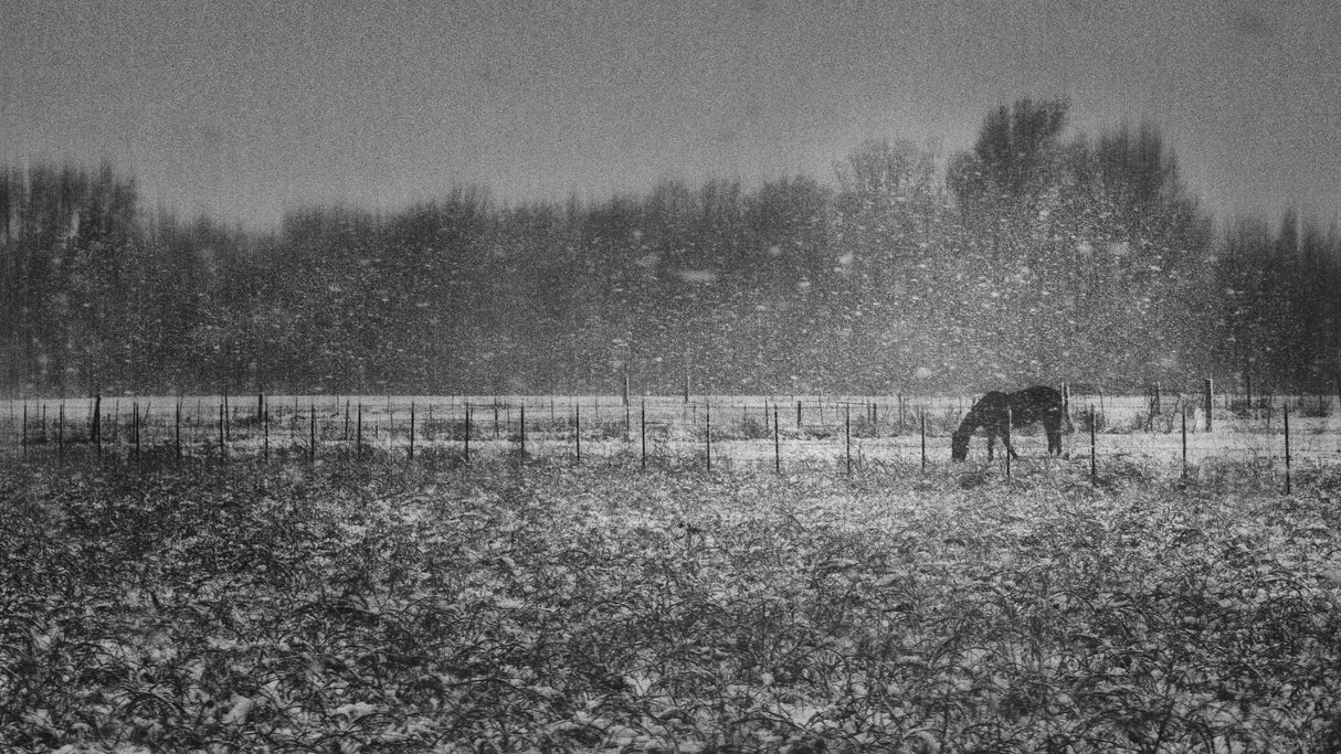 Under Snow Storm Poster och Canvastavla