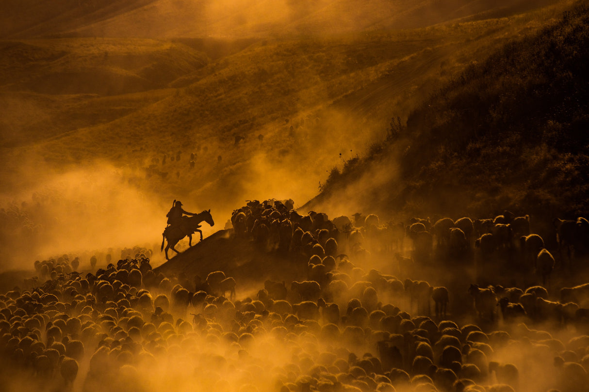 Sheep flock Poster och Canvastavla