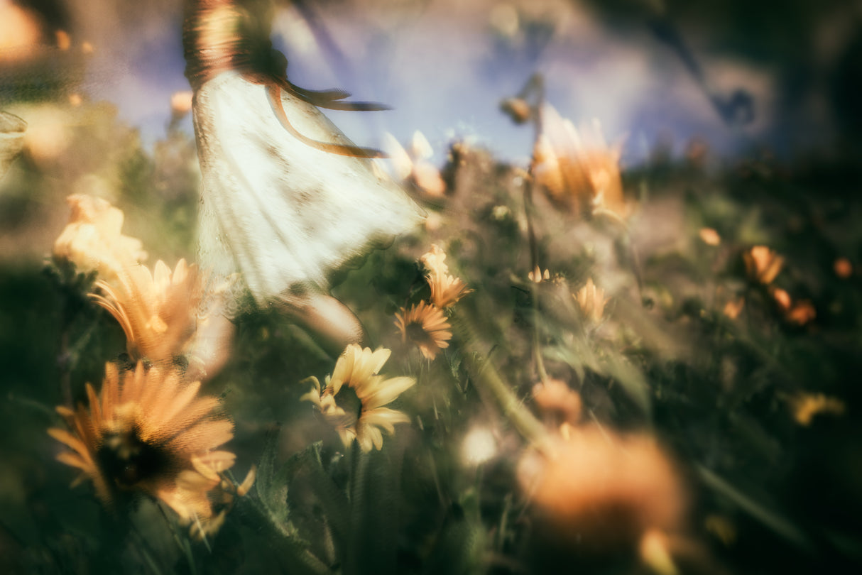 Let the morning time drop its petals on me.. Poster och Canvastavla
