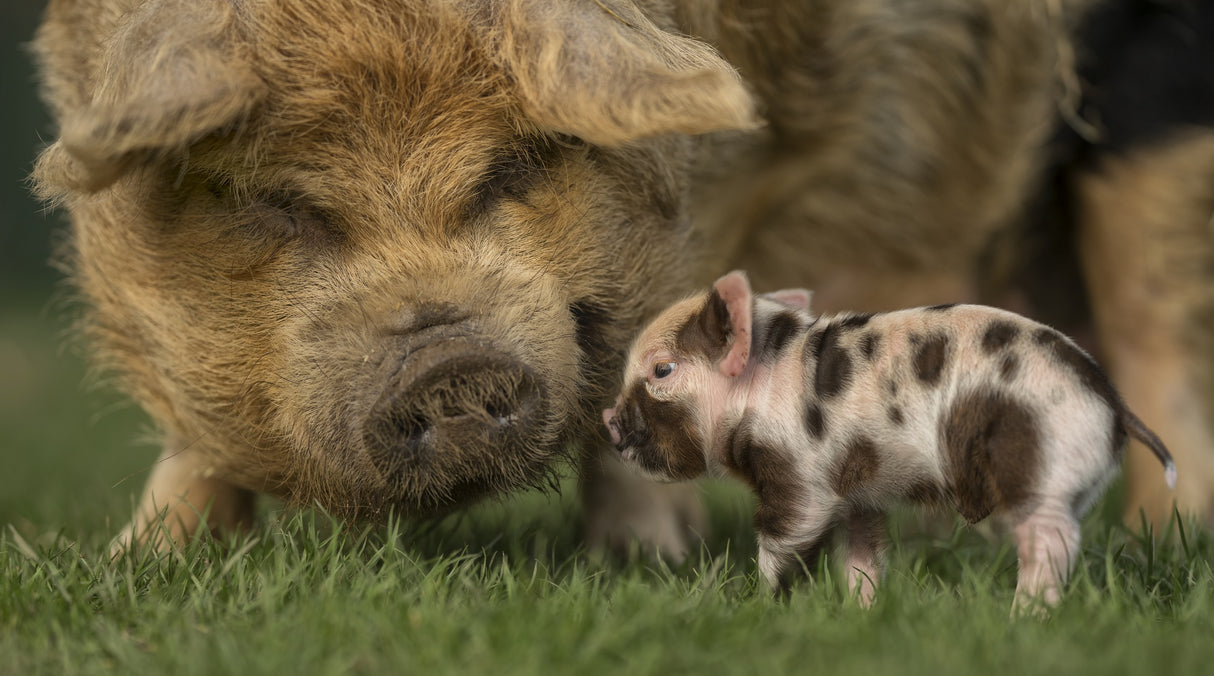 Hi, little one..... Poster och Canvastavla