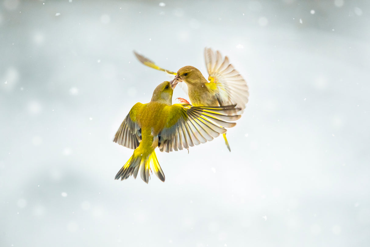 The first snow of the year Poster och Canvastavla