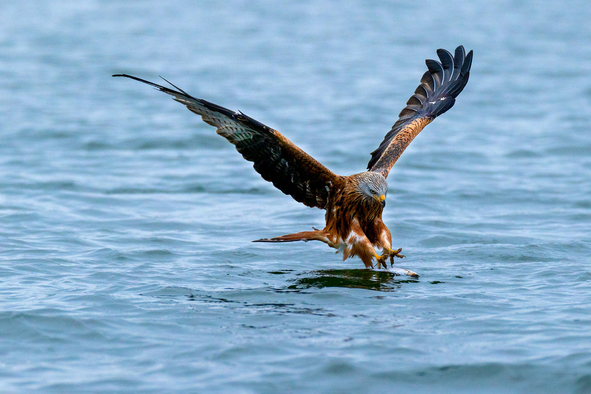 Red kite Poster och Canvastavla