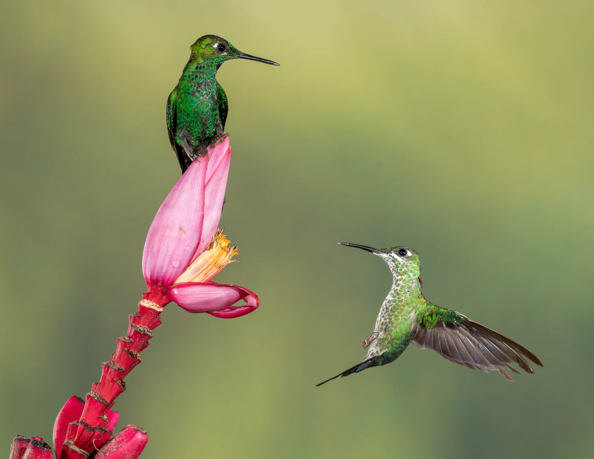 Guarding the Nectar Supply Poster och Canvastavla