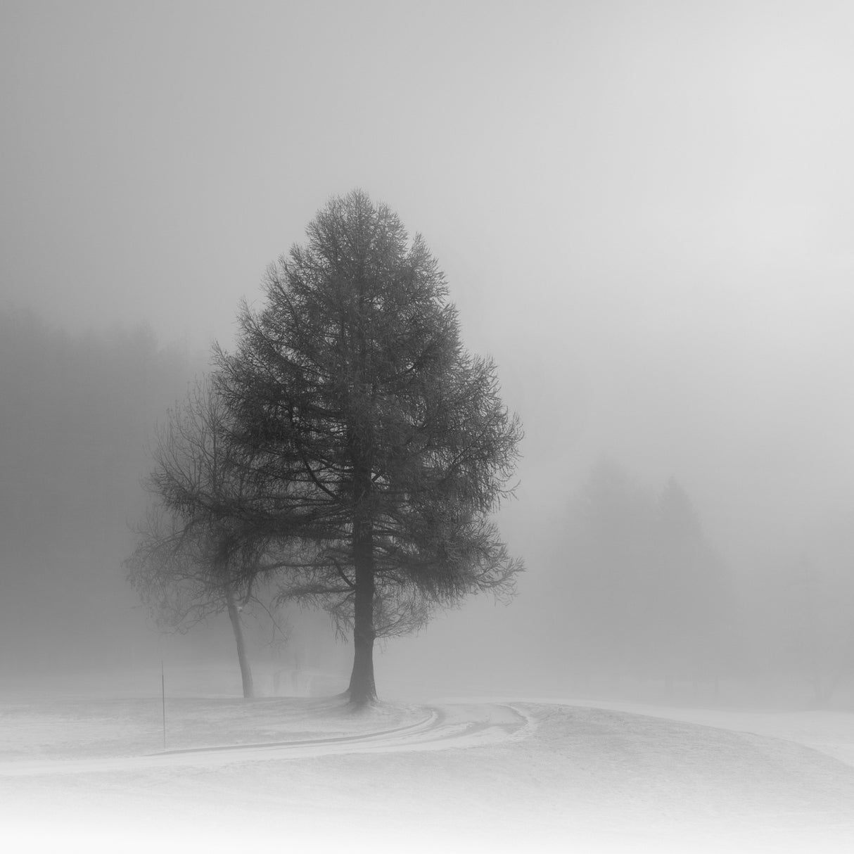 winter on its way Poster och Canvastavla