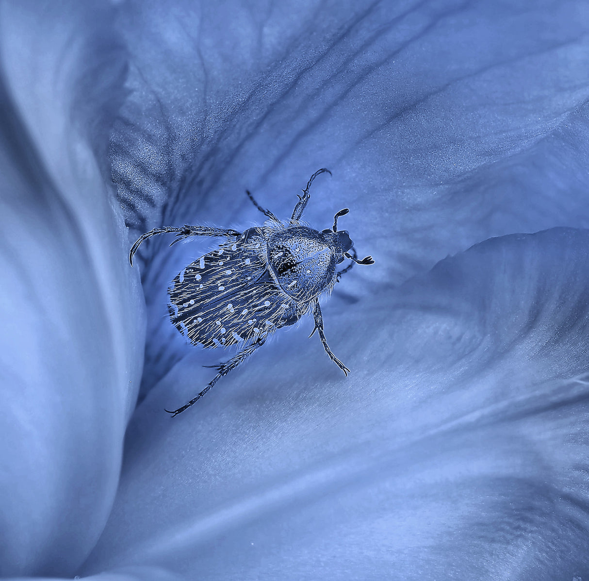 Loneliness in blue... Poster och Canvastavla