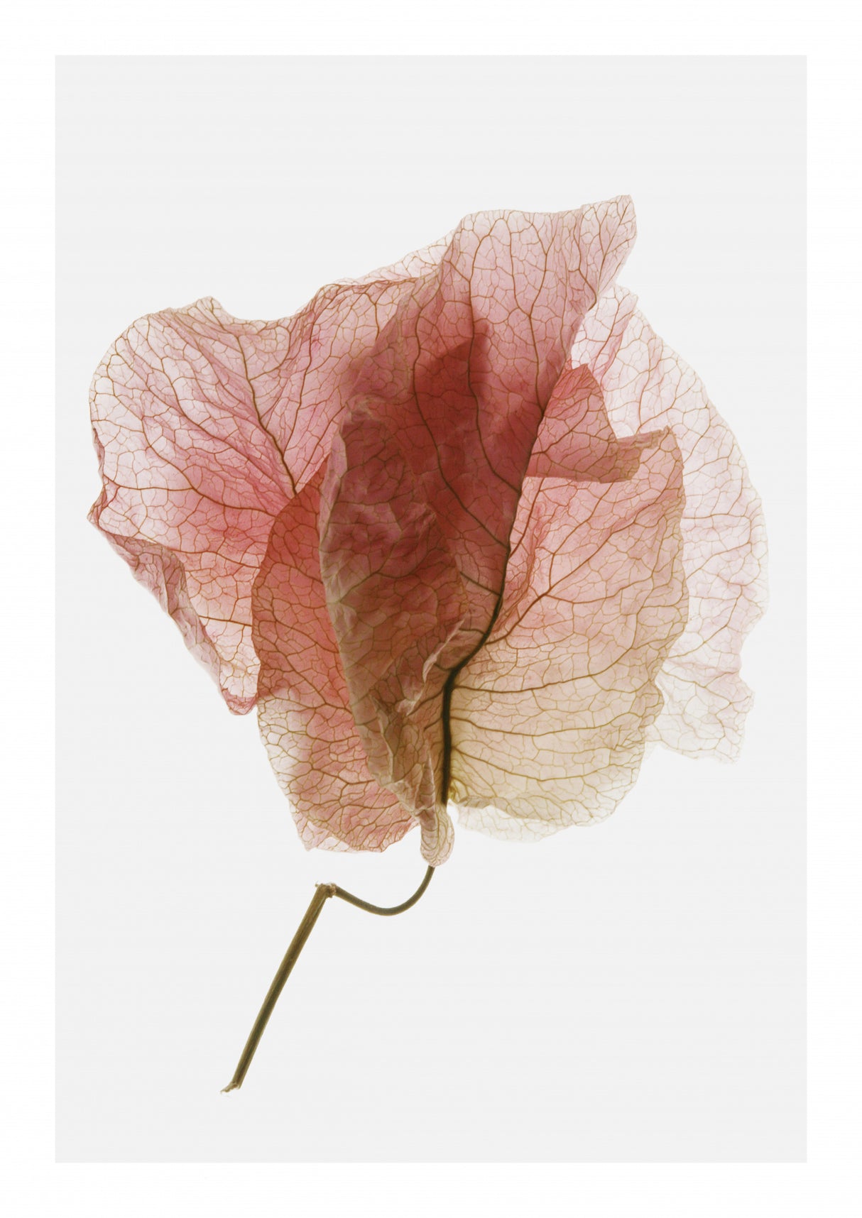 Bougainvillea Study No4 Poster och Canvastavla