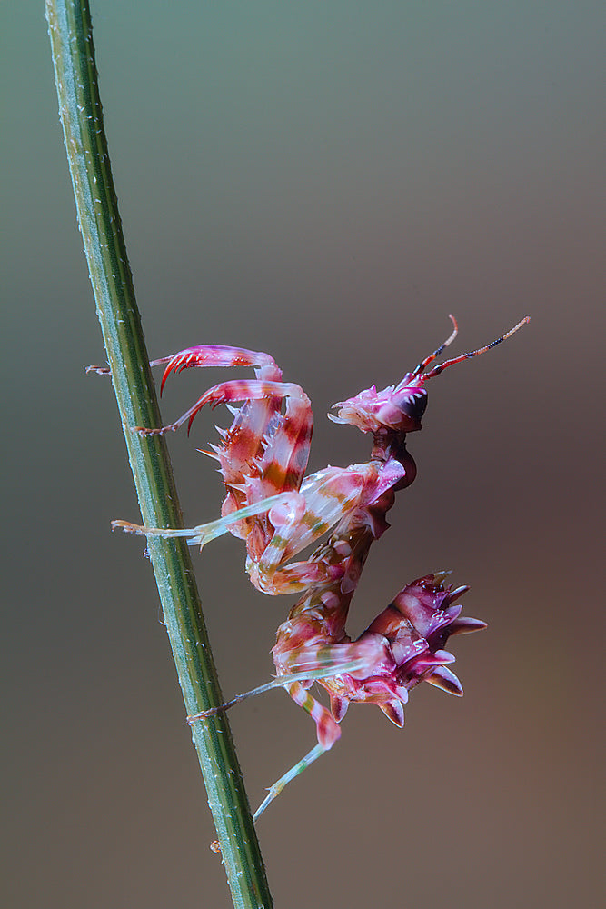 Pseudocreobotra nymph Poster och Canvastavla