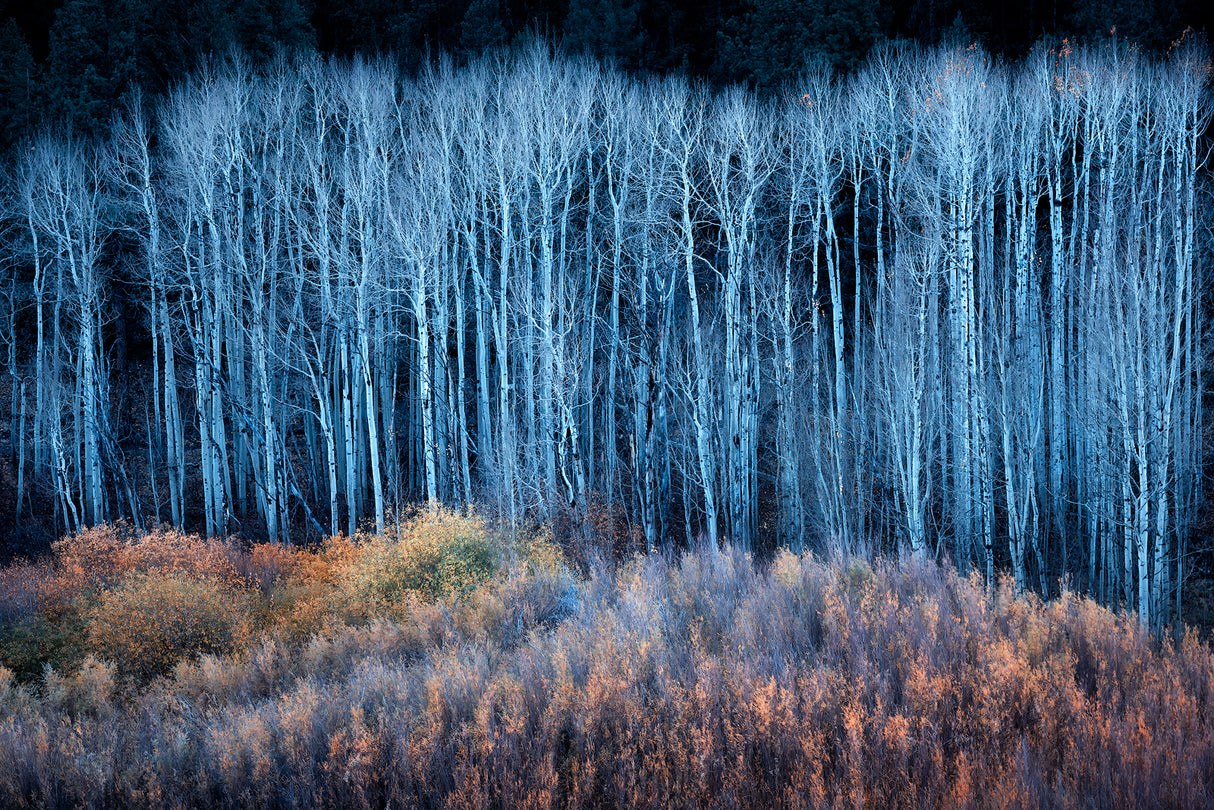 End of Autumn Poster och Canvastavla