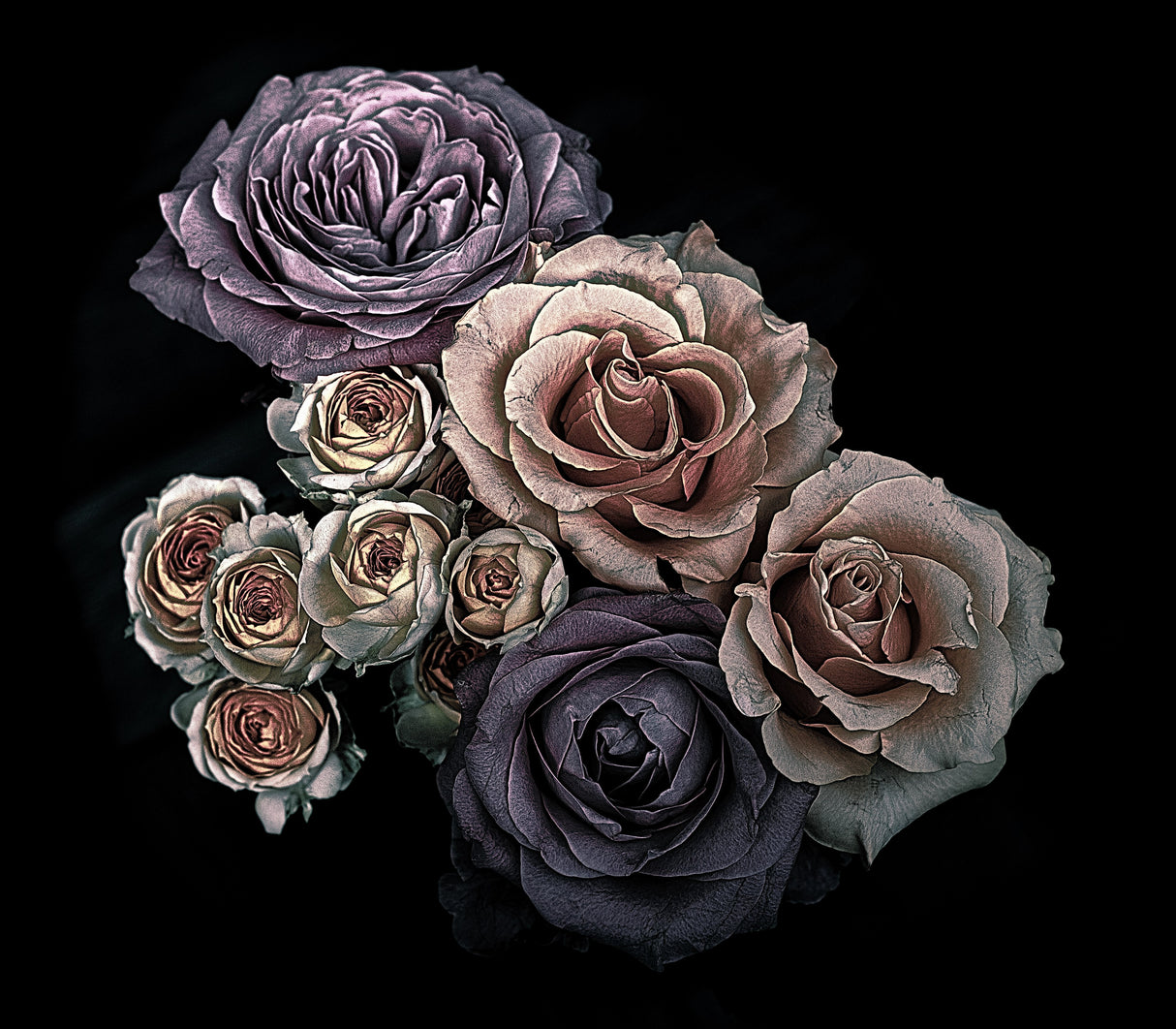 Roses Poster och Canvastavla