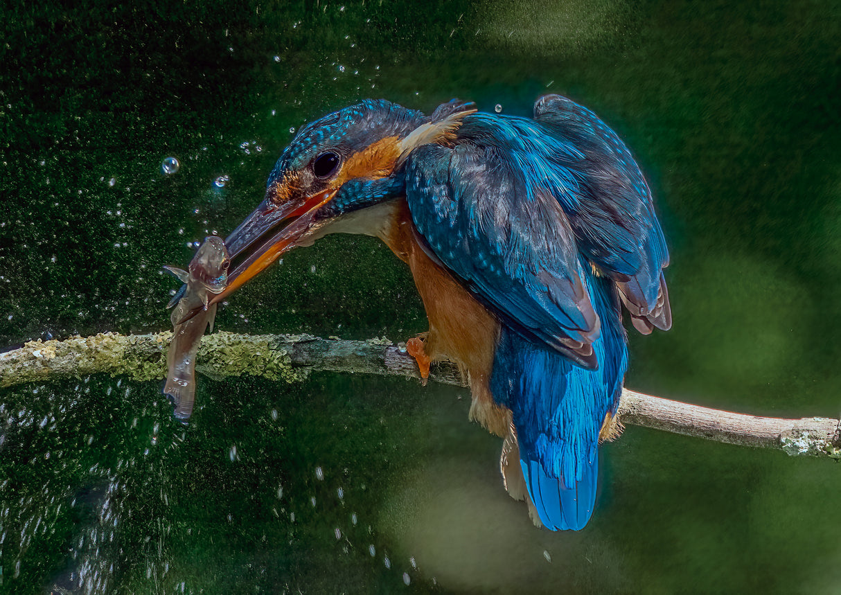 Kingfisher stunning its catch Poster och Canvastavla