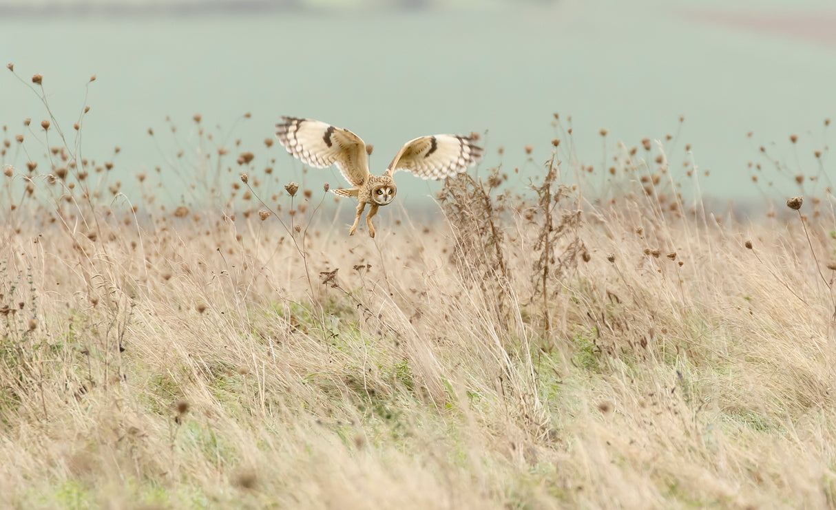 Hunting Short Eared Owl Poster och Canvastavla
