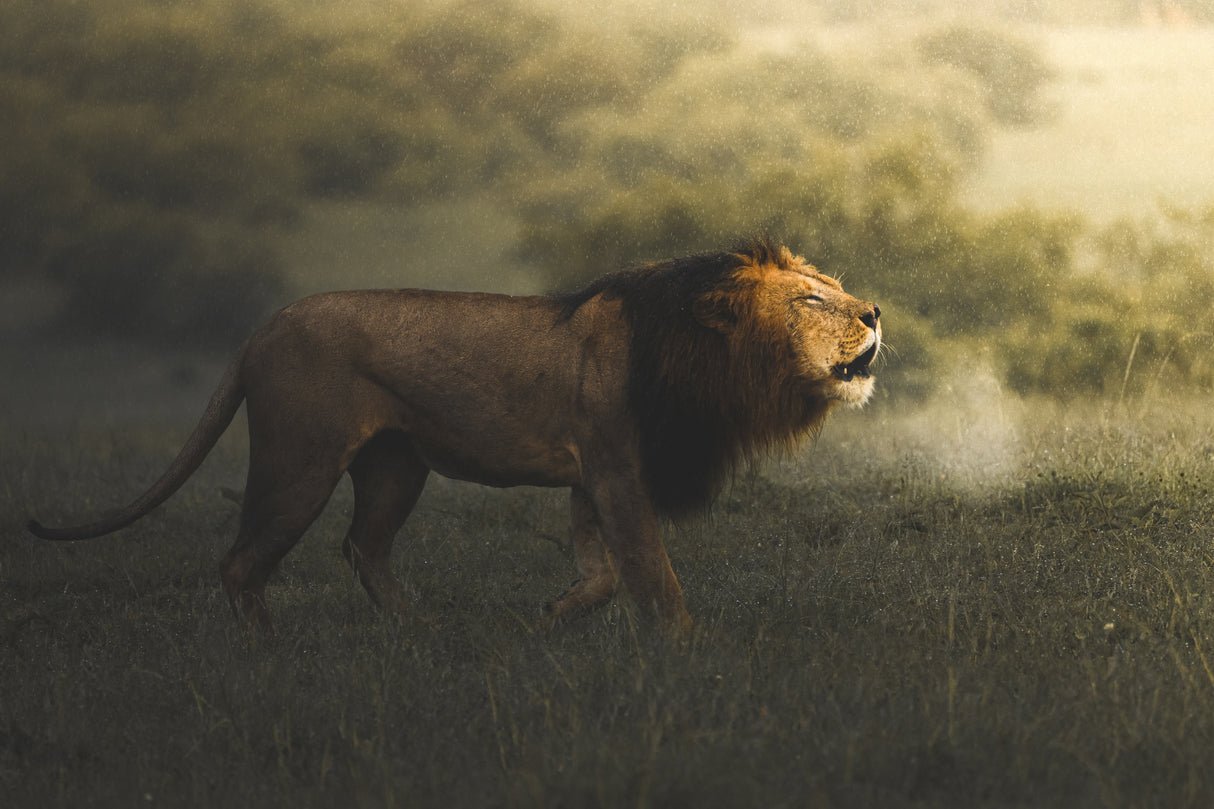 Foggy Lion Poster och Canvastavla