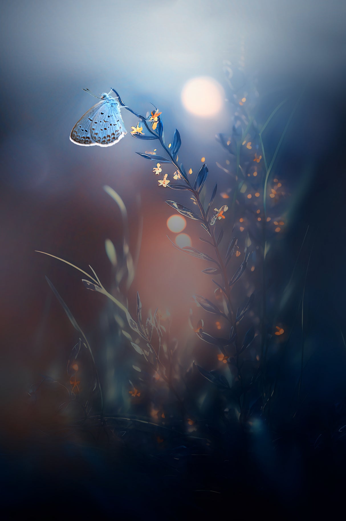 Lonely Poster och Canvastavla