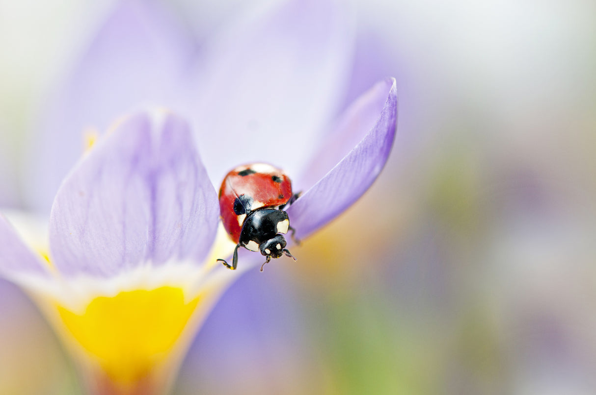 Spring Lady Poster och Canvastavla