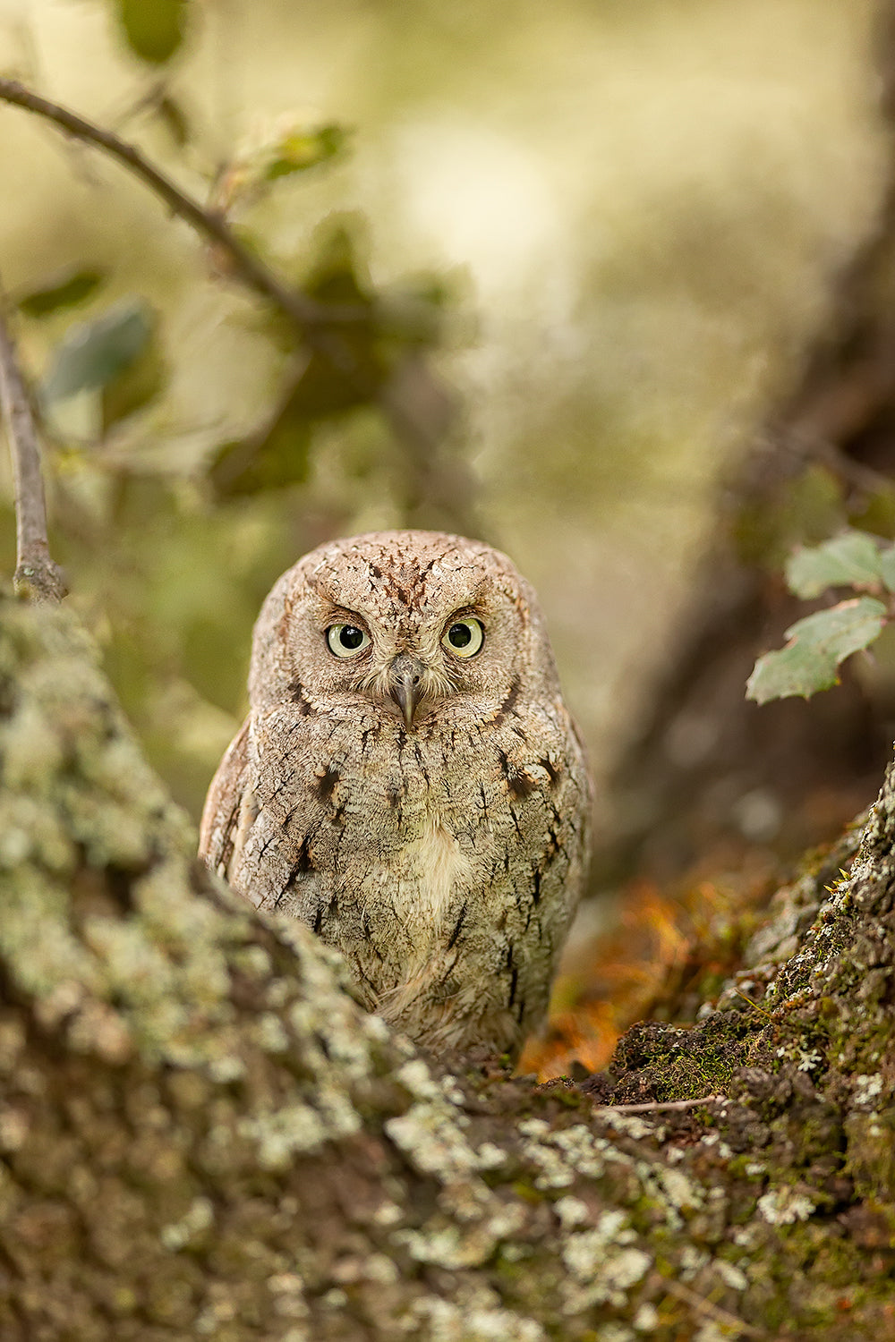 Scops owl Poster och Canvastavla
