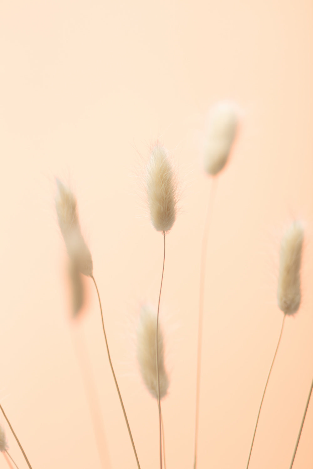 Bunny Grass Peach 04 Poster och Canvastavla