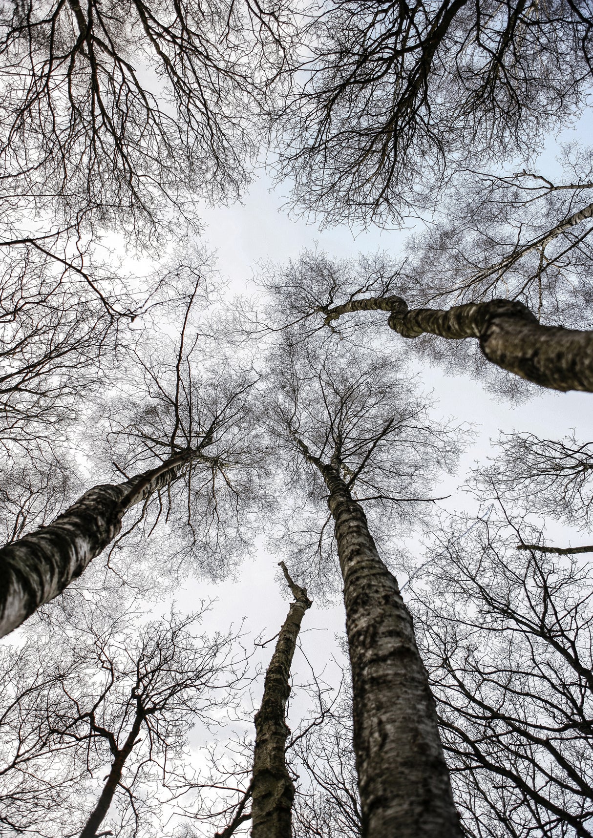 Forest No1 Poster och Canvastavla