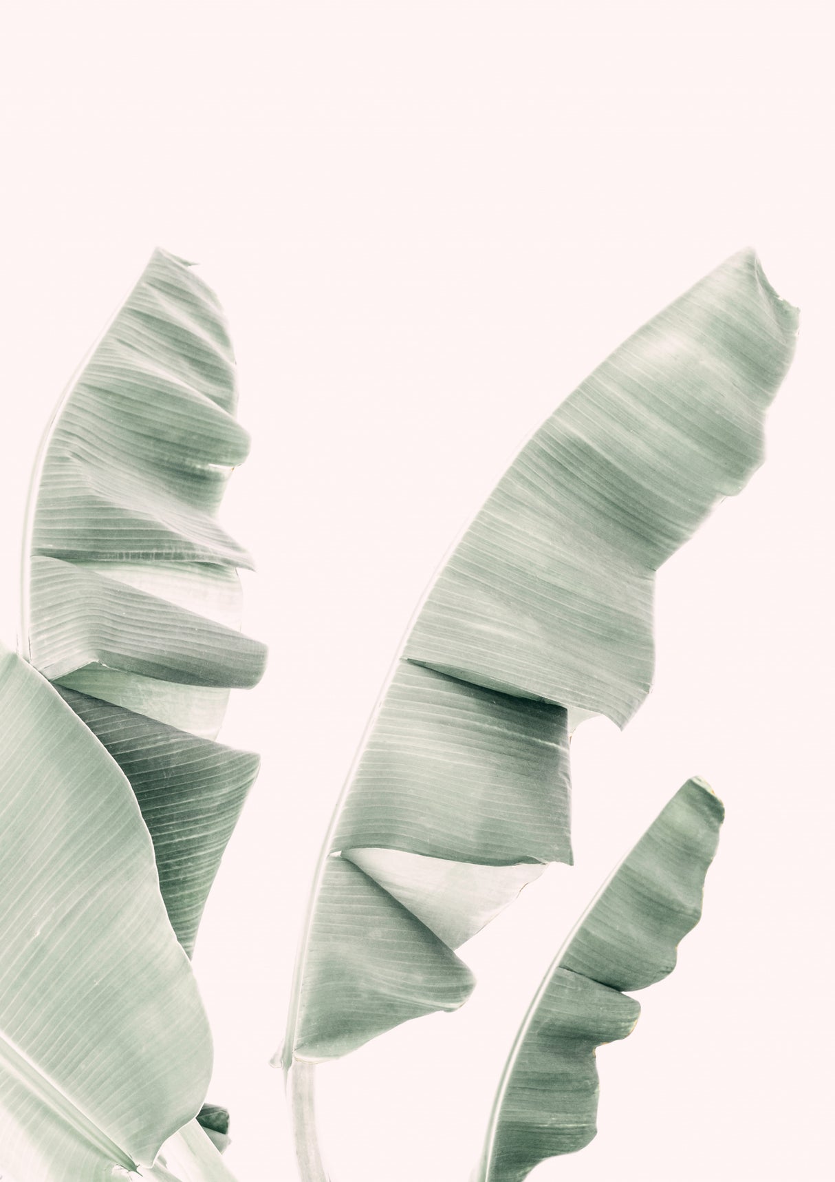 Blush Banana Leaves Poster och Canvastavla