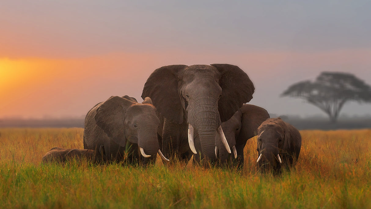 Elephent family in Amboseli Poster och Canvastavla