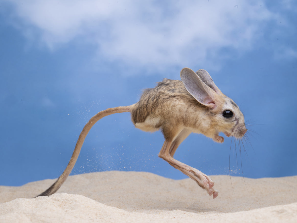 jumping jerboa Poster och Canvastavla