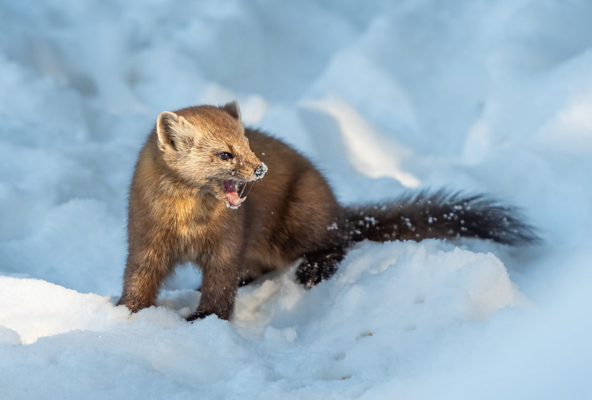 Pine Marten Poster och Canvastavla