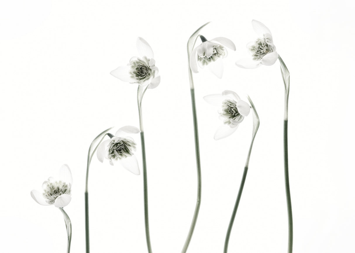 Snowdrops Poster och Canvastavla