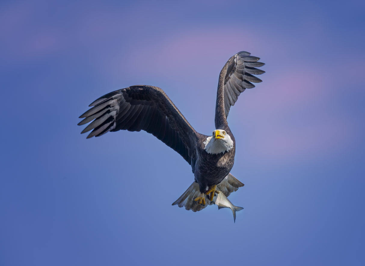 Bald Eagle Poster och Canvastavla