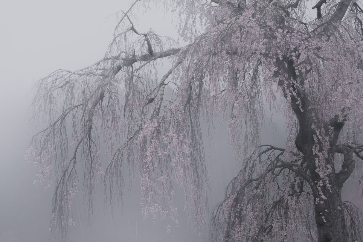 妖艶/bewitching Poster och Canvastavla