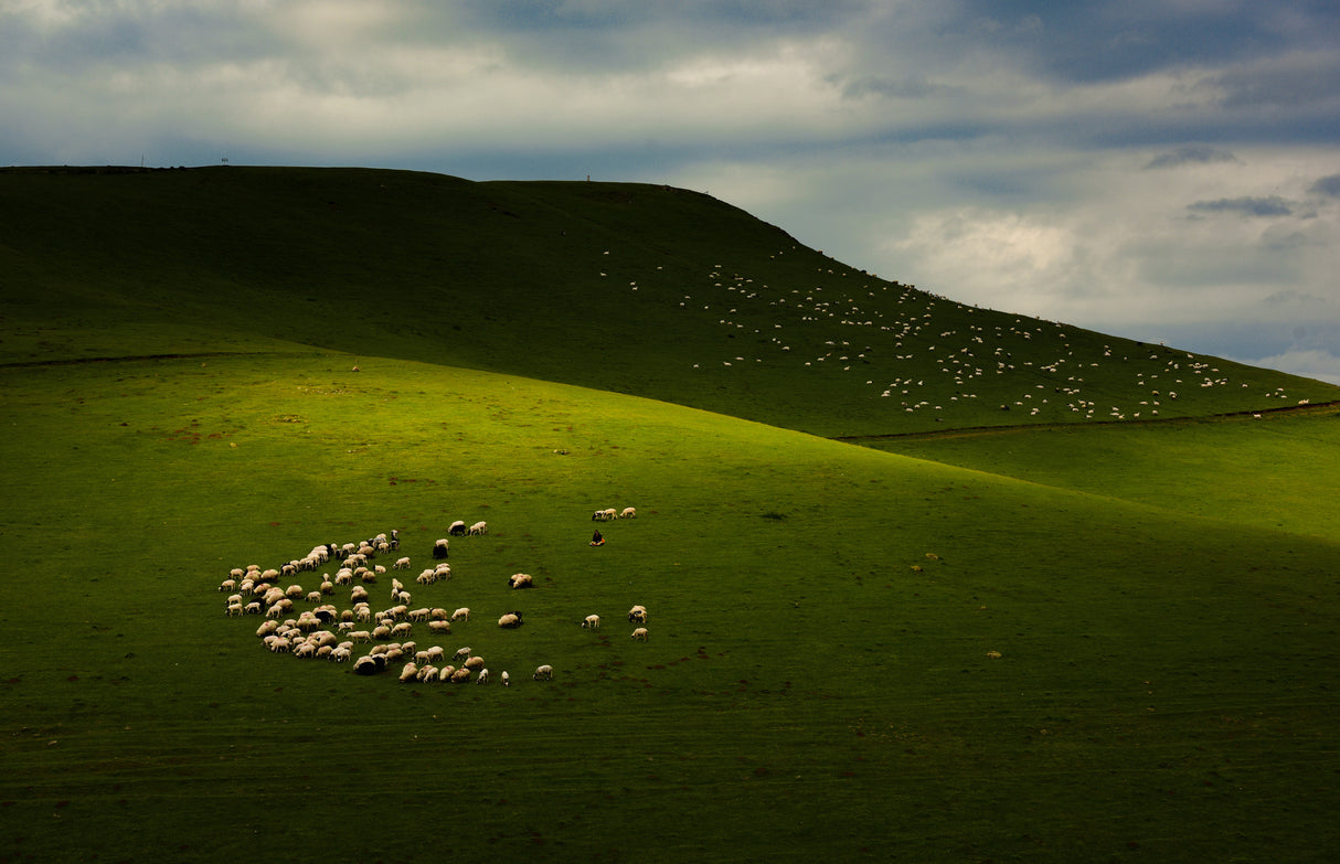 Sheepherds of The Plateau Poster och Canvastavla
