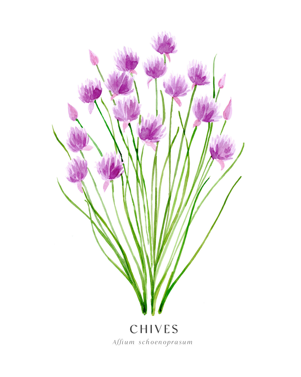 Chives I Poster och Canvastavla