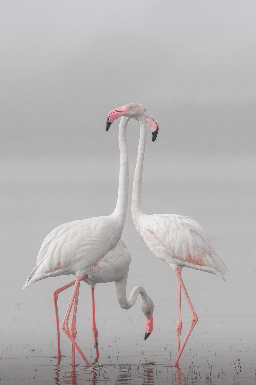 GREATER FLAMINGO Poster och Canvastavla