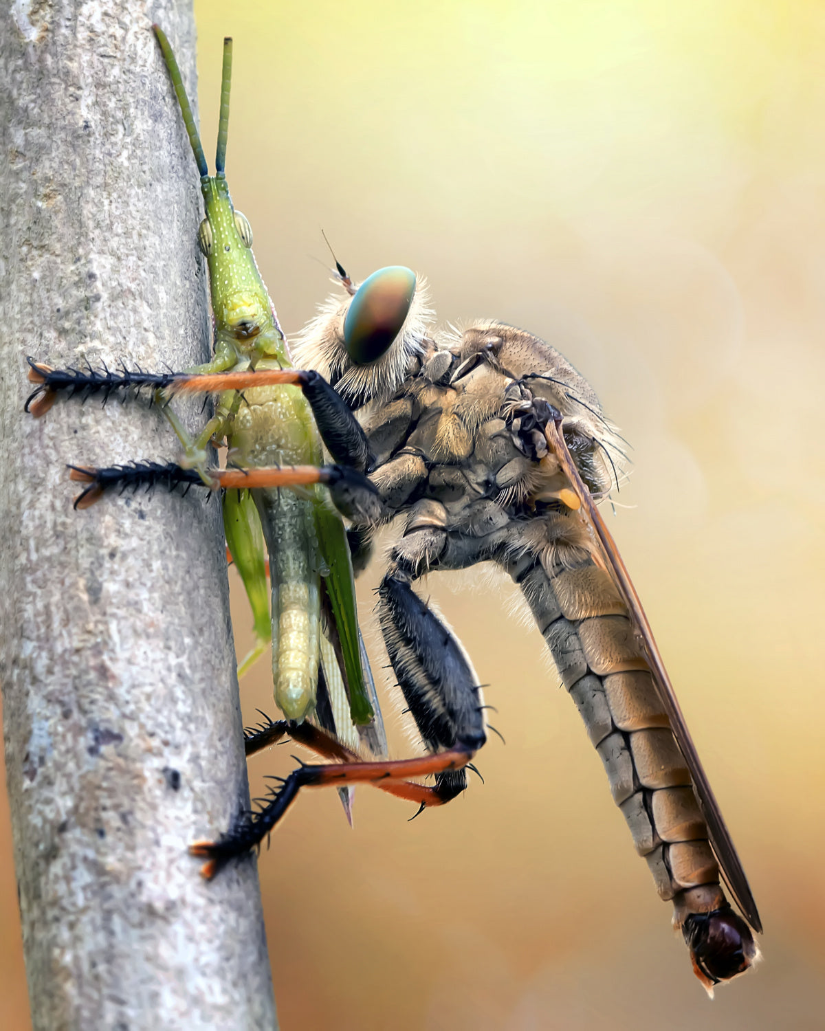 Insect Predator Poster och Canvastavla