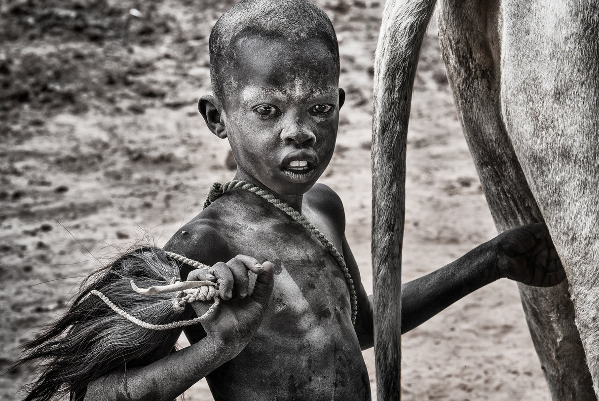 Ready to stimulate the cow - South Sudan Poster och Canvastavla