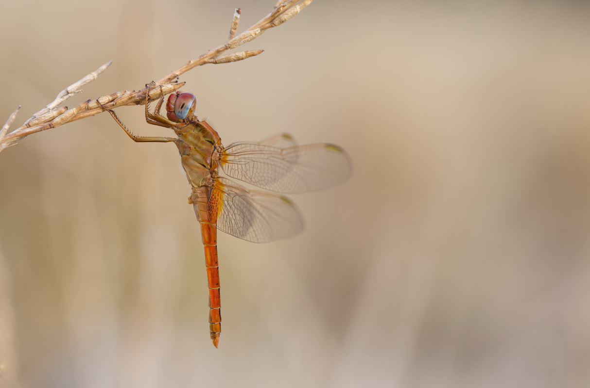 Dragonfly Poster och Canvastavla