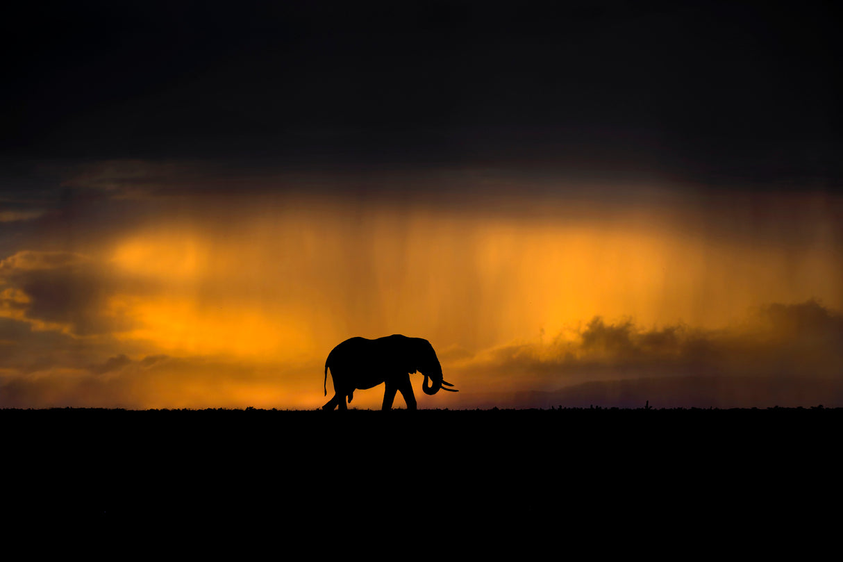 Elephant in a rain storm at sunset Poster och Canvastavla
