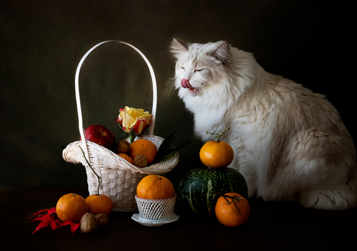 Cat and fruit Poster och Canvastavla