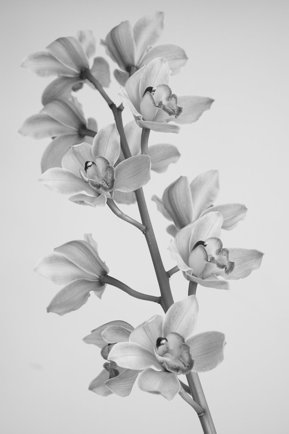 Wild Orchid Poster och Canvastavla