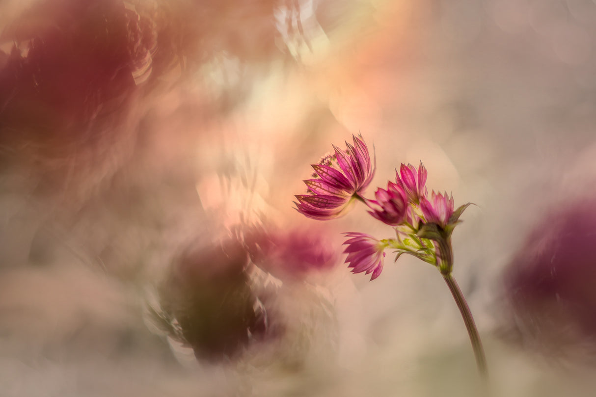 Soft and light Poster och Canvastavla
