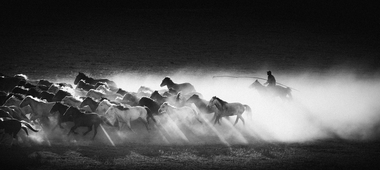 Running horses Poster och Canvastavla
