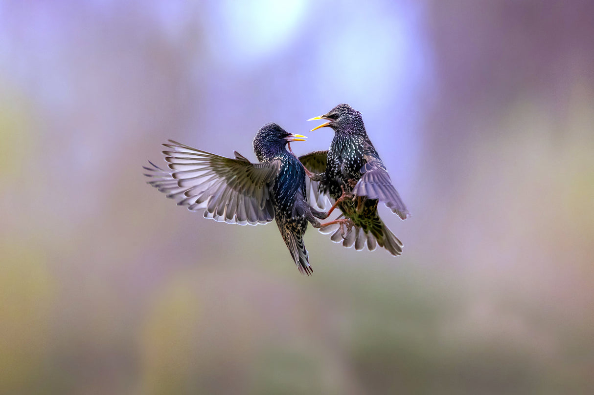 The dance of the starlings Poster och Canvastavla