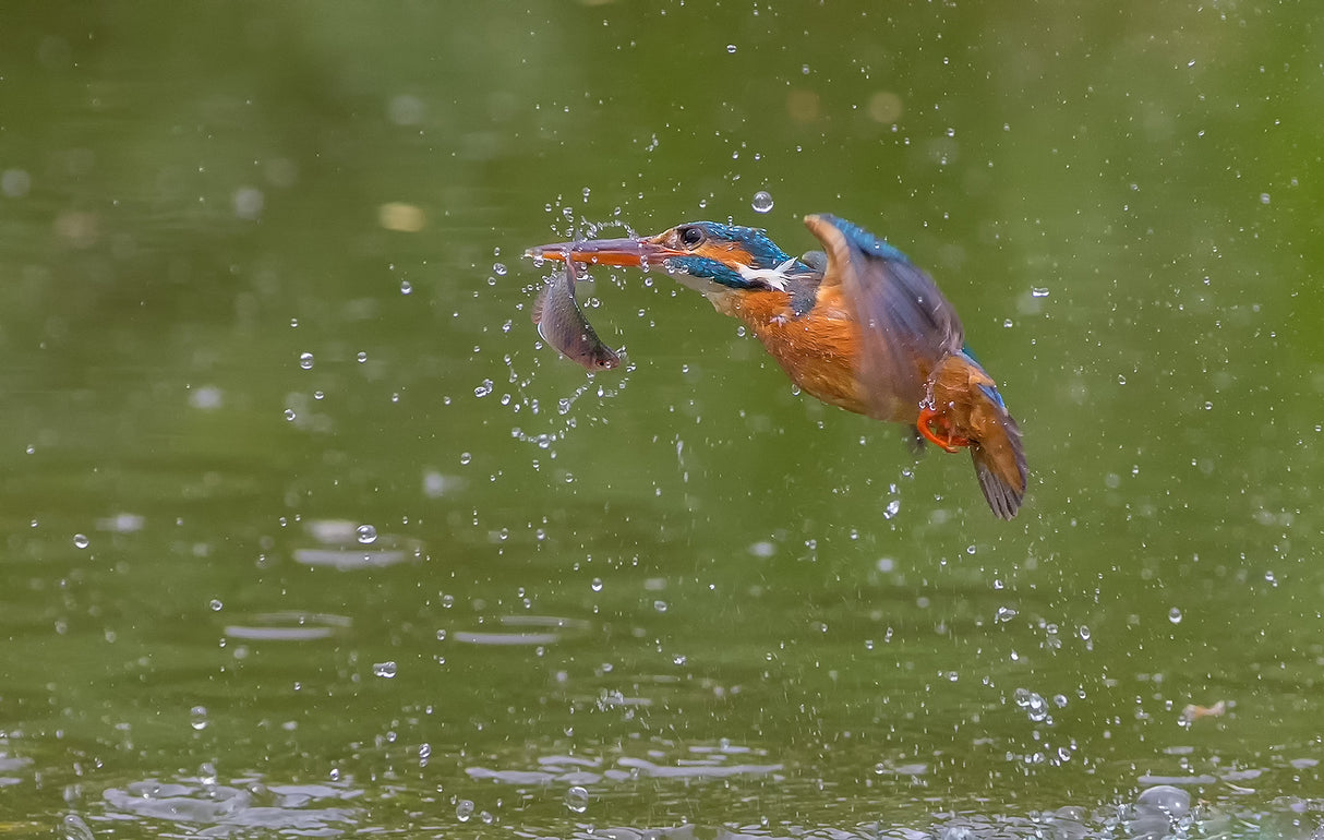 Kingfisher Poster och Canvastavla
