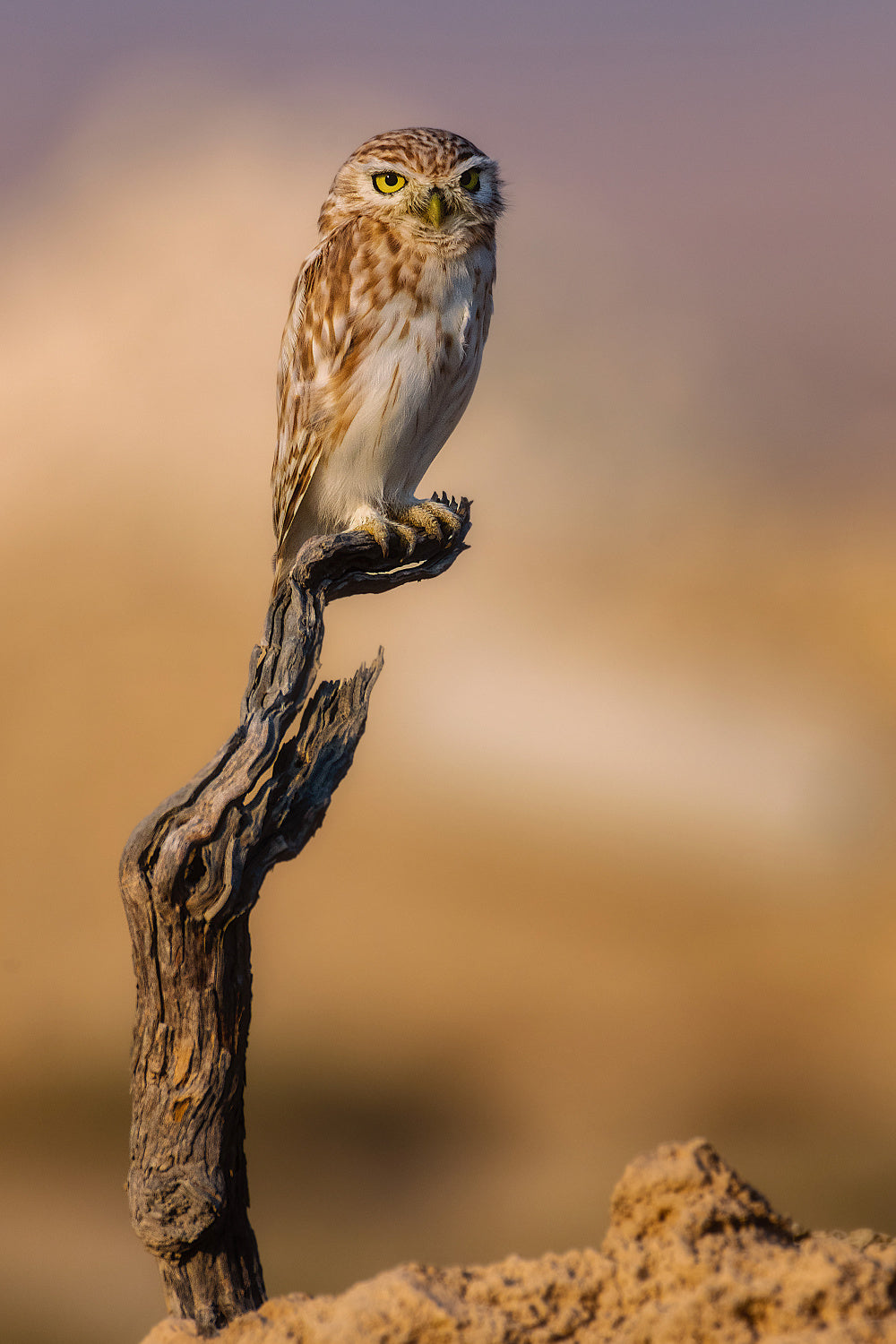 Peeping Owl Poster och Canvastavla