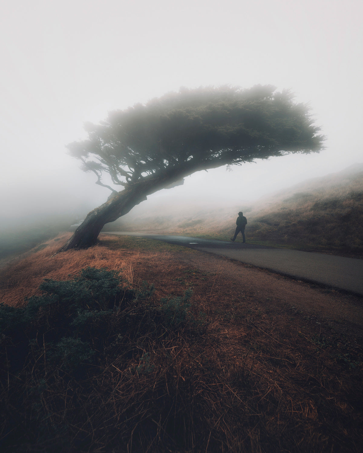 Moody Point Reyes Poster och Canvastavla